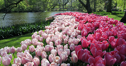 Keukenhof Gardens Tulips Holland